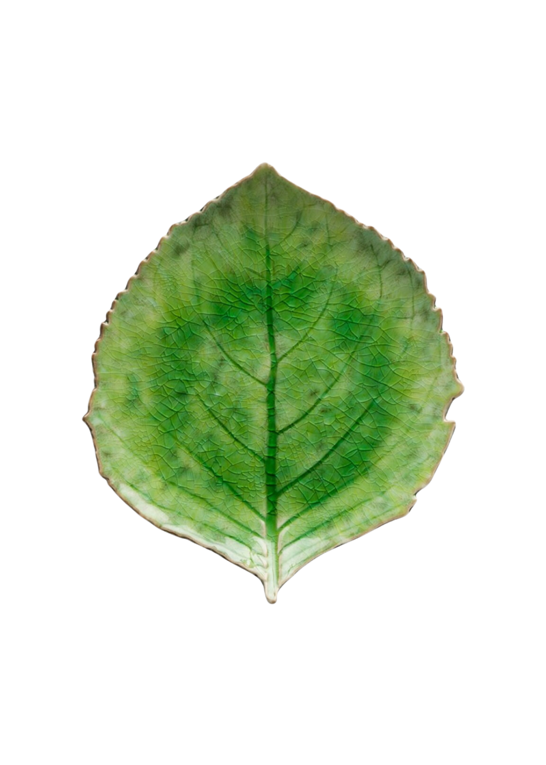 hortensia